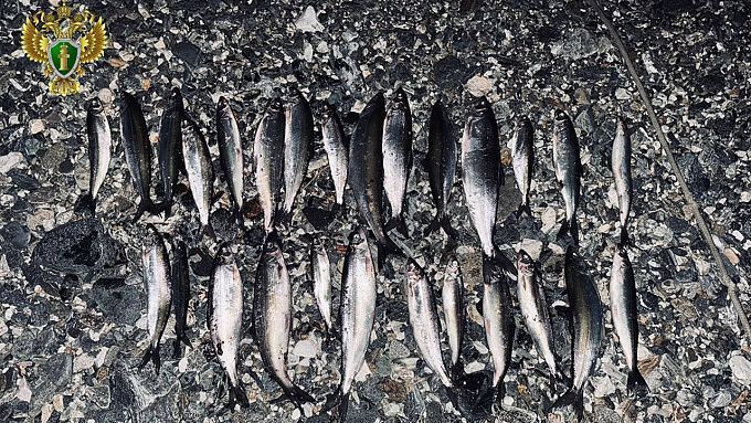 Рыбака-браконьера осудили за ловлю омуля в Бурятии Рыбака-браконьера осудили за ловлю омуля в Бурятии