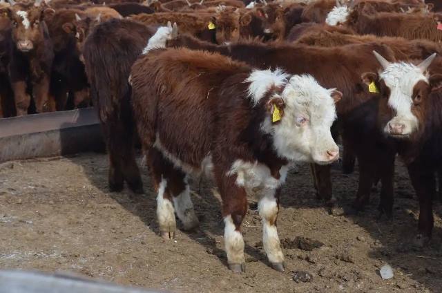 фото: Минсельхозпрод Бурятии