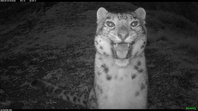 Девять снежных барсов обитают на хребте Восточный Саян Девять снежных барсов обитают на хребте Восточный Саян