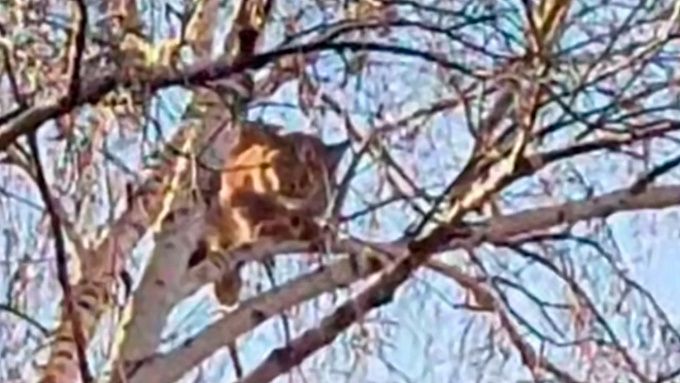 Рысь, поселившуюся в поселке Бурятии, отловили Рысь, поселившуюся в поселке Бурятии, отловили