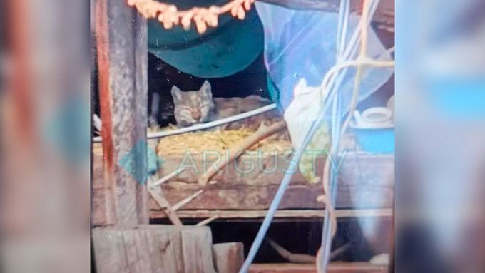 Рысь терроризирует жителей района Бурятии Рысь терроризирует жителей района Бурятии